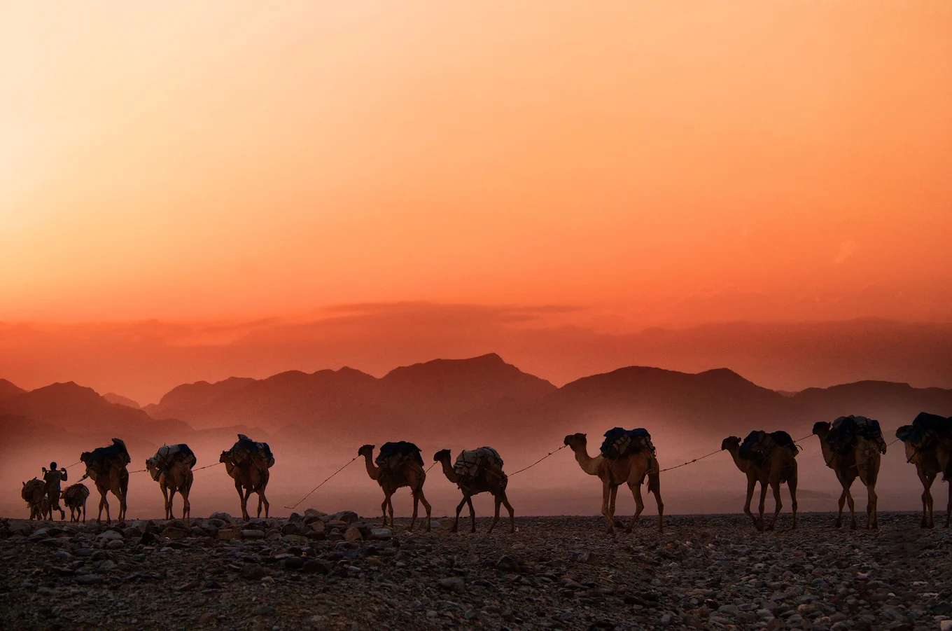 Silhouette of camels walking at sunset with mountains.